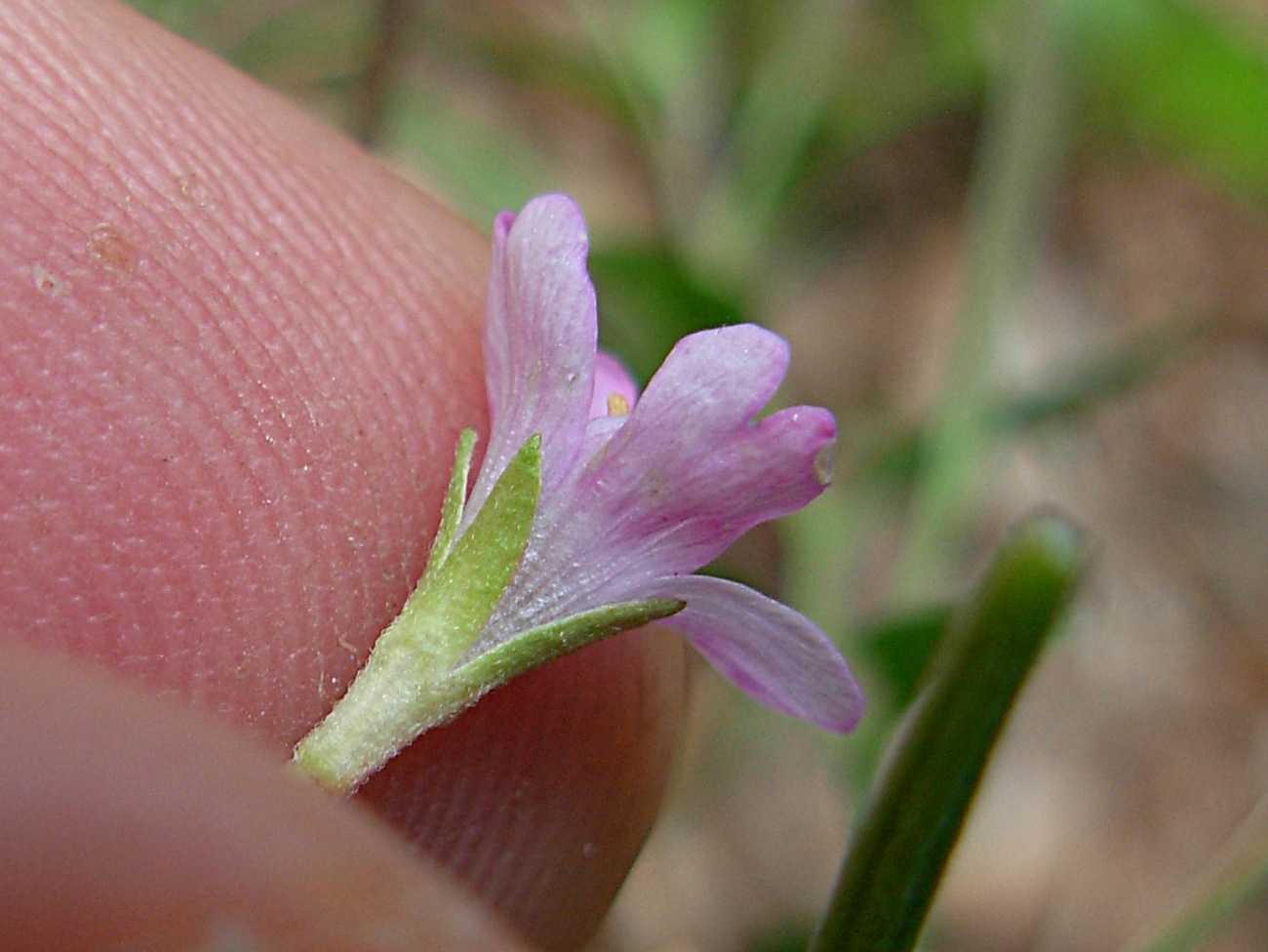 Epilobium collinum C.C.Gmel. / Garofanino di collina